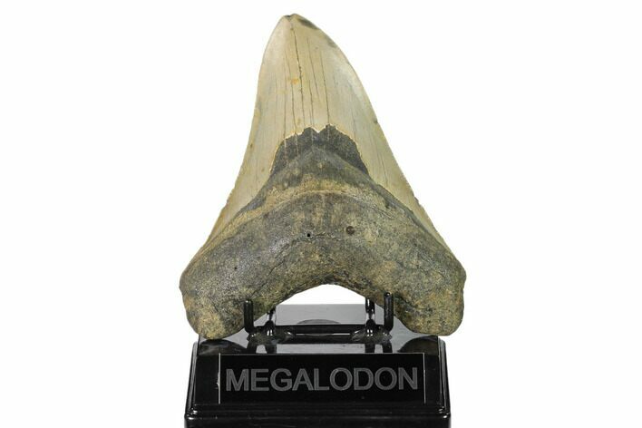 Fossil Megalodon Tooth - North Carolina #158222